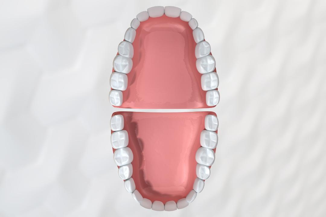 cuantos dientes tenemos los humanos en total